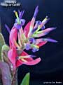 Billbergia 'Rings of Saturn'